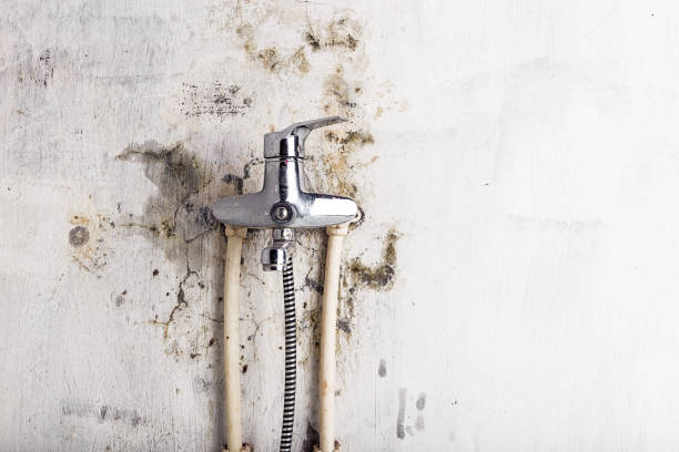 Best Certified Mold Removal  in Sabetha, KS