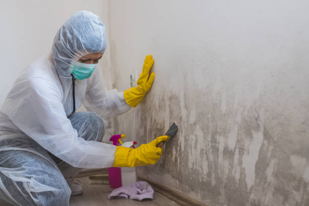 Best Residential Mold Removal  in Sabetha, KS