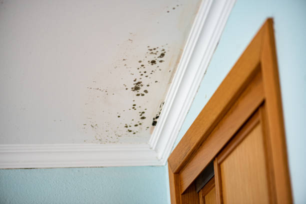Mold Testing and Removal in Sabetha, KS