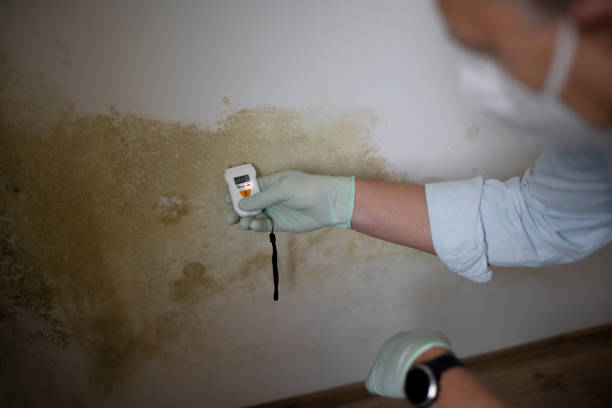Best Professional Mold Removal  in Sabetha, KS