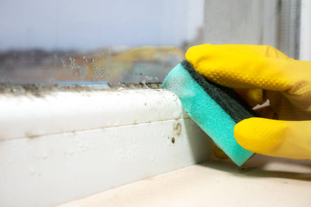 Best Mold Removal Company Near Me  in Sabetha, KS