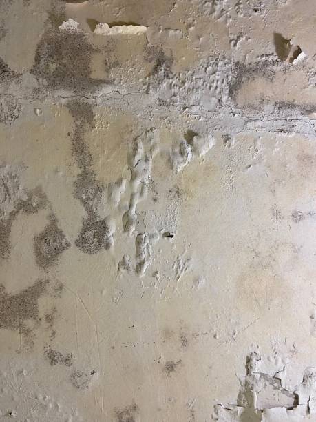 Certified Mold Removal in Sabetha, KS
