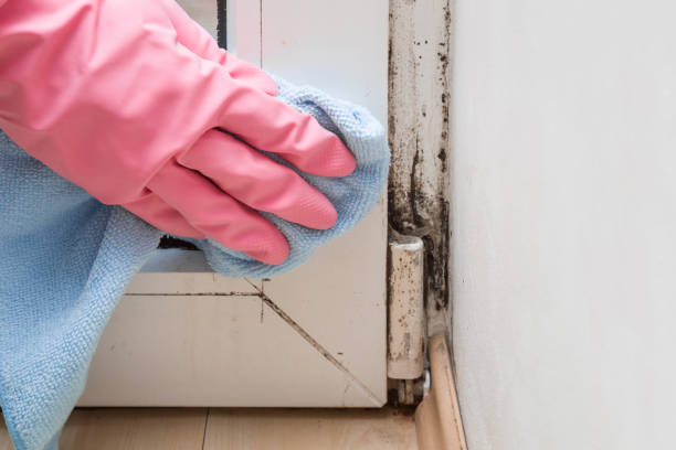 Best Mold Removal Near Me  in Sabetha, KS